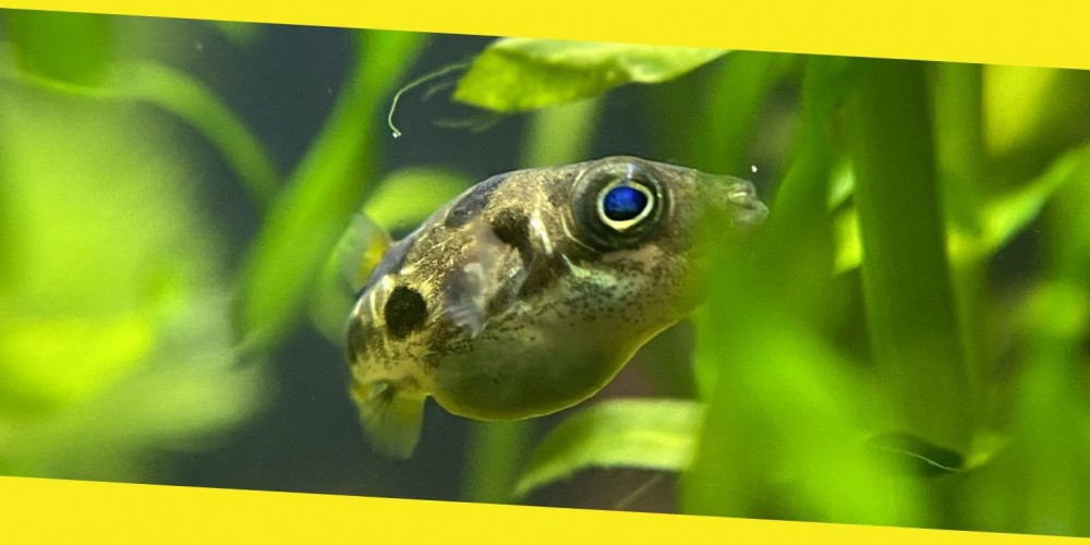 The Last Cutest Fish That You Miss From Your Aquarium Tank