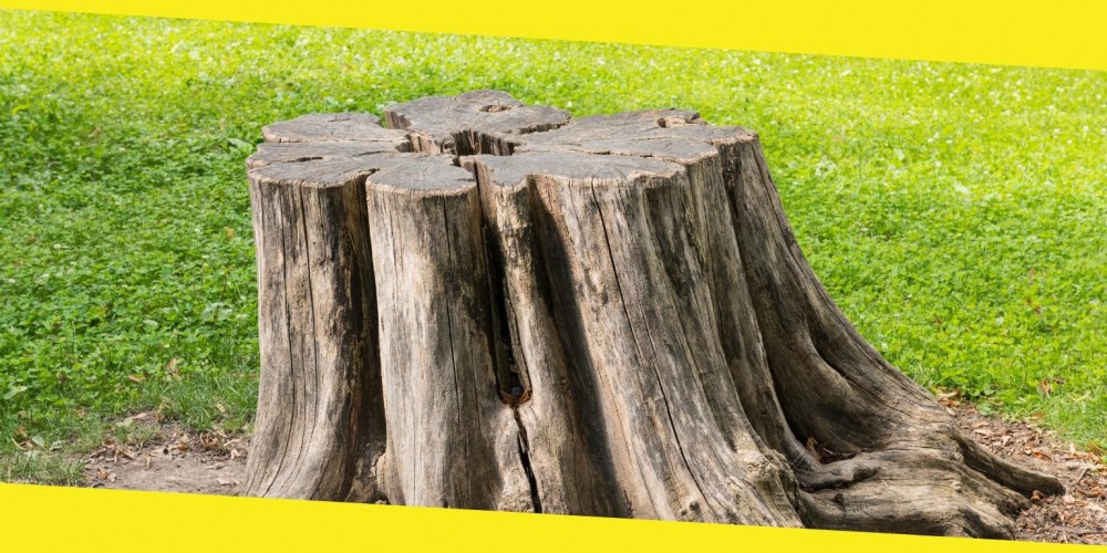 Why You Must Dig Out Old Tree Stumps