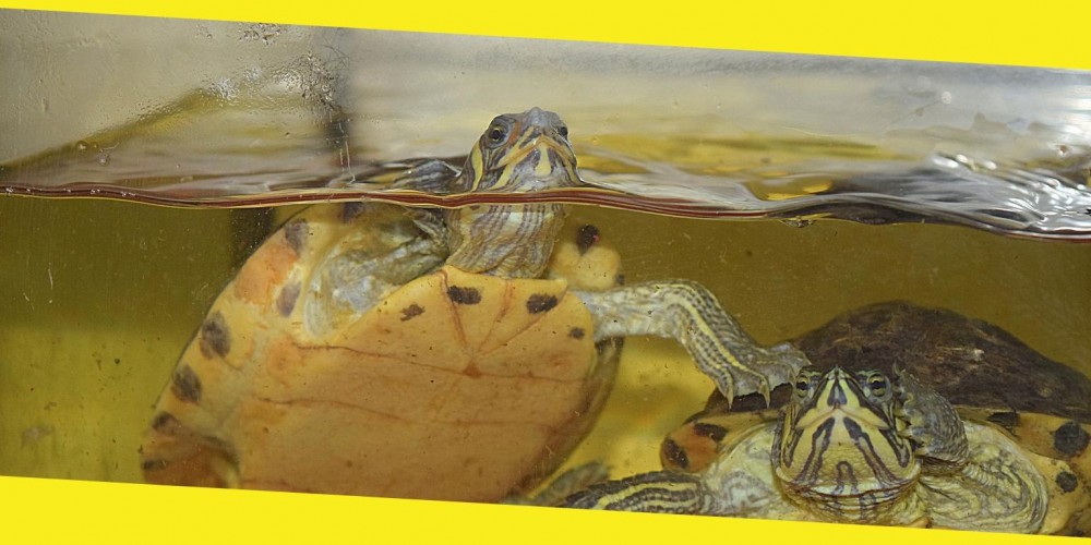 Top Tips for Purchasing a Turtle Tank Online